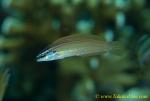 Wrasse 08tc Yellow-band, female, Pseudocoris bleekeri 0035 copy