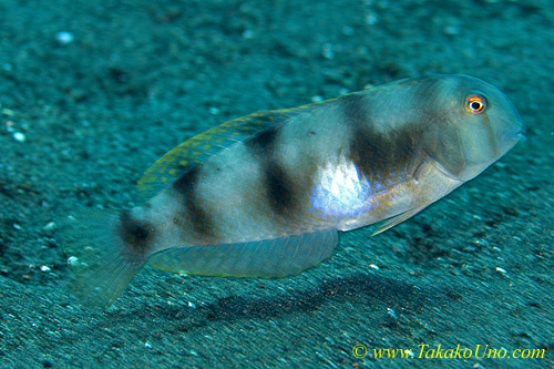 Wrasse 04tc Razor, Four Barred, Xyrichtys sp 0129 copy