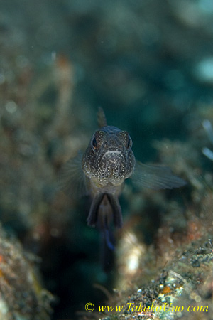Goby 37tc Rubble, Blue-spotted 0028 copy