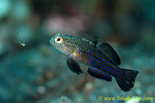 Goby 39tc Rubble, Blue-spotted 0036 copy
