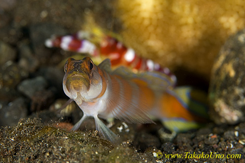 Goby 08tc Amblyeleotris yanoi 0072 copy