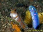 Goby 09tc & Tile Fish 0073
