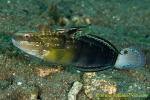 Goby 24tc White-barred 0018