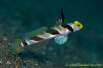 Goby 31tc Black Ray 0132 copy