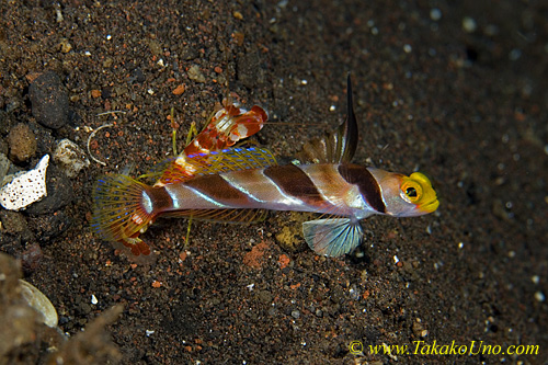 Goby 29tc Black Ray 0125 copy