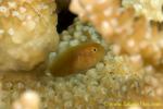 Goby 34tc Coral, Lemon, G citrinus 0149