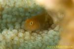 Goby 32tc Coral, Lemon, Gobiodon citrinus 0143