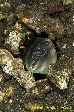 Jawfish 01tc Gold-spec 0010 eggs in mouth brooding