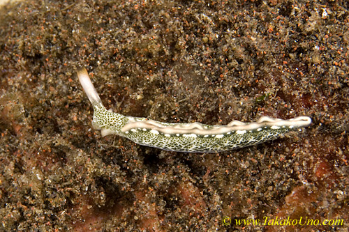 Nudi 53tc 0160 copy