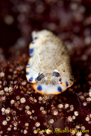 Nudi 59tc 0058 Dermatobranchus sp