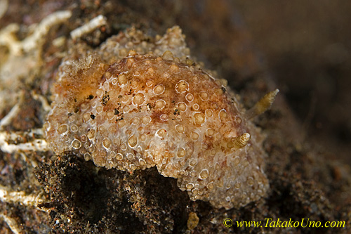 Nudi 24tc fried egg 0106 Hopolodris estrelyado