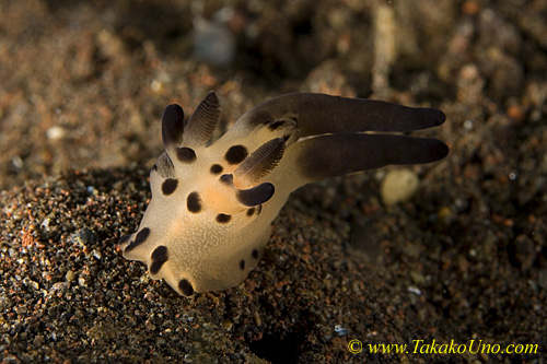 Nudi 17tc Thecacera sp 0010 copy