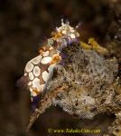 Nudi 49tc Takako's Trapania eggs on oyster 0135