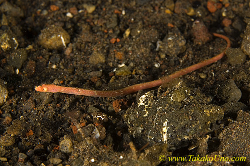 Pipefish 01tc Red-haired, Halicampus dunkeri 0118