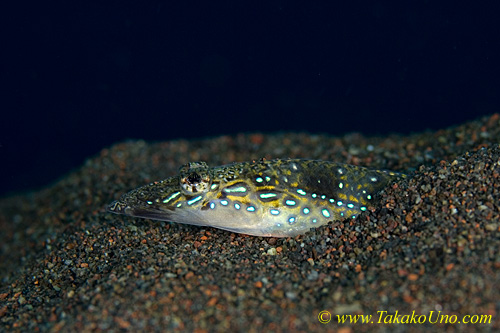 Sand Diver 01tc Long-rayed, male, Trichonotus elegans 0034 copy