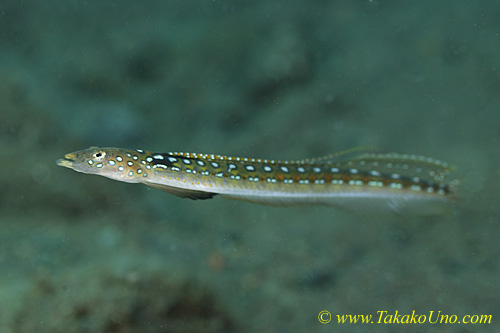 San Diver 02tc Long-rayed, male,Trichonotus elegans 0085 copy