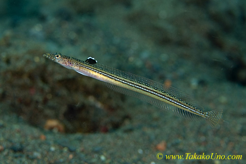 Sand Diver 03tc Long-rayed, female, Trichonotus elegans 0088