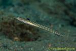 Sand Diver 03tc Long-rayed, female, Trichonotus elegans 0088