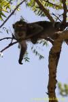 Bali Macaque 03t 0069