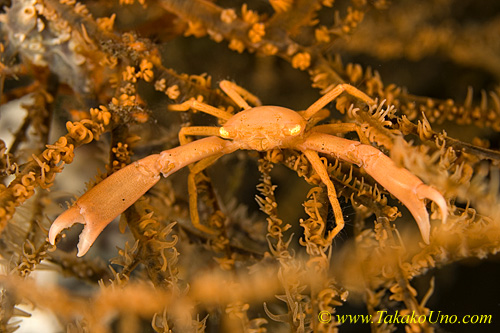 Crab 03tc Black Coral 0106 copy