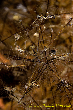 Sea Spider 01t 0107 copy