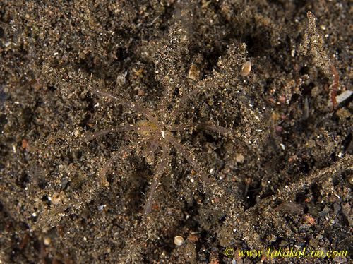 Sea Spider 03tc 0126 copy