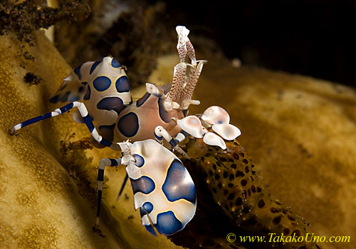 Shrimp 06tc Harlequin feeding on star 0069 copy