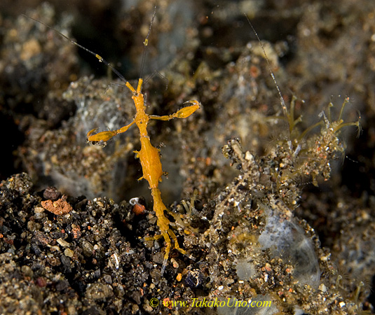 Shrimp 17tc 2 Skeletons (L: orenge, R: sand body) 0241