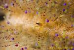 Shrimp 08t Iani 0201 copy
