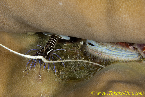 Spiny Lobster 01t juv & clam 0211 copy