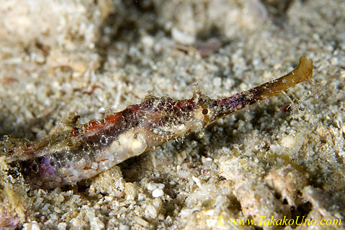Whiskered Pipefish 01t 0015 copy