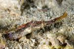 Whiskered Pipefish 01t 0015 copy