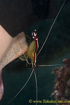 Cleaner Shrimp 03t & Stephen 0088 copy