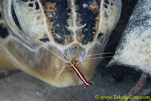 Green Turtle 01t cleans by shrimp 0040 copy