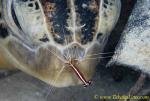 Green Turtle 01t cleans by shrimp 0040 copy