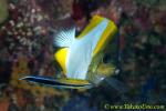Diamond Butterfly Fish 01tc & Cleaner 0113 copy