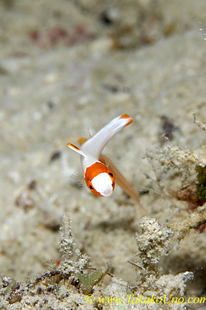 Bicolor Parrotfish 02tc baby 0116 copy