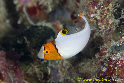 Bicolor Parrotfish 01tc juv 0130 copy