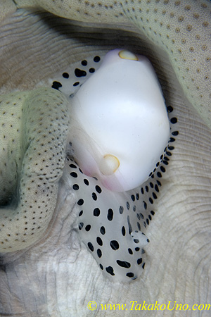 Allied Cowry 01tc feeding on coral 0037 copy