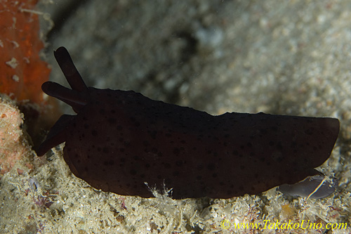 Berthella Martensi Nudi 01tc 0014