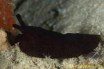 Berthella Martensi Nudi 01tc 0014