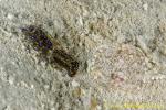 Head Shield Slug eats Ctenophore (Coeloplana sp.) 01ca 0054