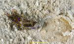 Head Shield Slug ate Ctenophore (Coeloplana sp.) 01cc vanished 0056