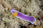 Gymnodoris (small) nudi eats Hypselodoris nudi 01t 0020 copy