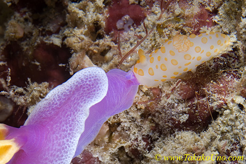 Gymnodoris (small) nudi eats Hypselodoris nudi 02tc 0024 copy