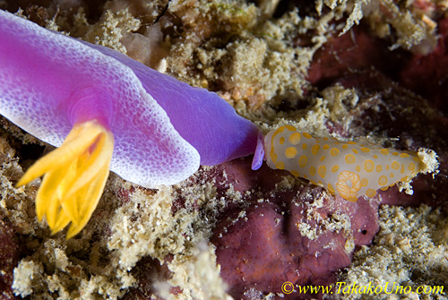 Gymnodoris (small) nudi eats Hypselodoris nudi 03t 0026 copy