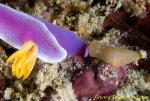 Gymnodoris (small) nudi eats Hypselodoris nudi 03t 0026 copy