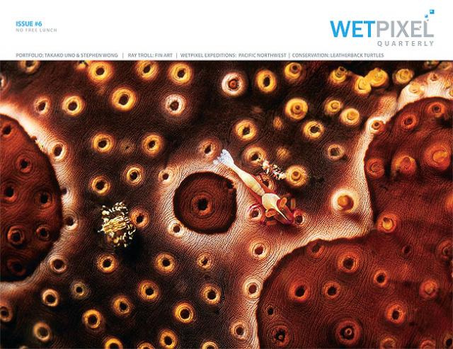 My Cover on WetPixel (USA) Quarterly Issue 06.  This is my shot of a baby Emperor Shrimp and a baby Harlequin Crab on seacumcumb