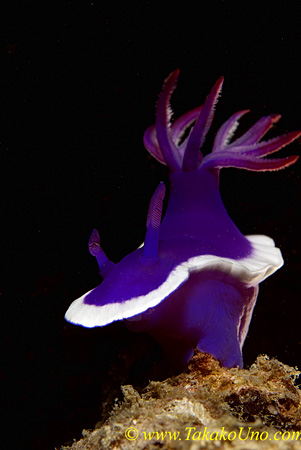 Royal Nudi 02t 0010 copy