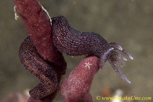 Sea Cucumber & Star bb 01t 0260 copy